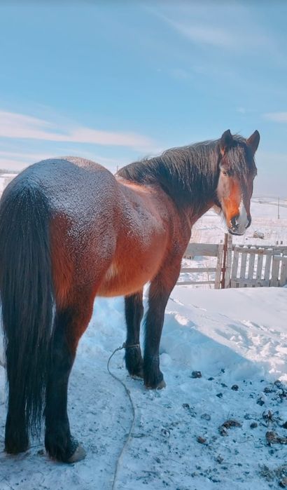 Жуас ат , журиси жаксы