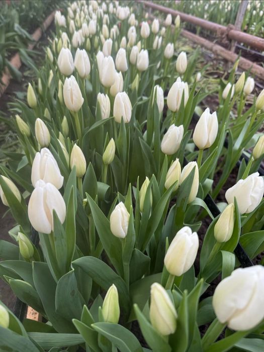 Тюльпаны оптом Алматы