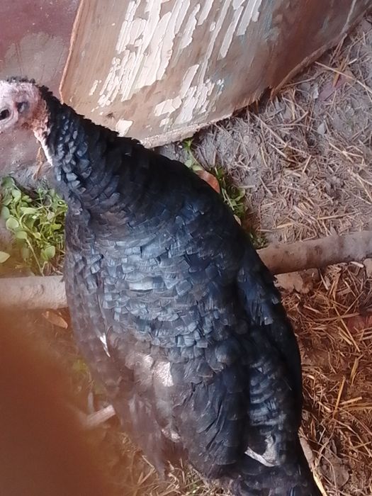 Moda kurkalar tezda sotiladi