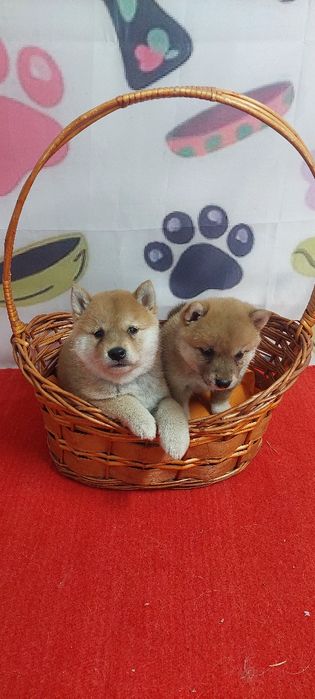 Шиба Ину Shiba inu