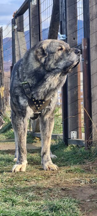 Ham pentru cainii talie mare