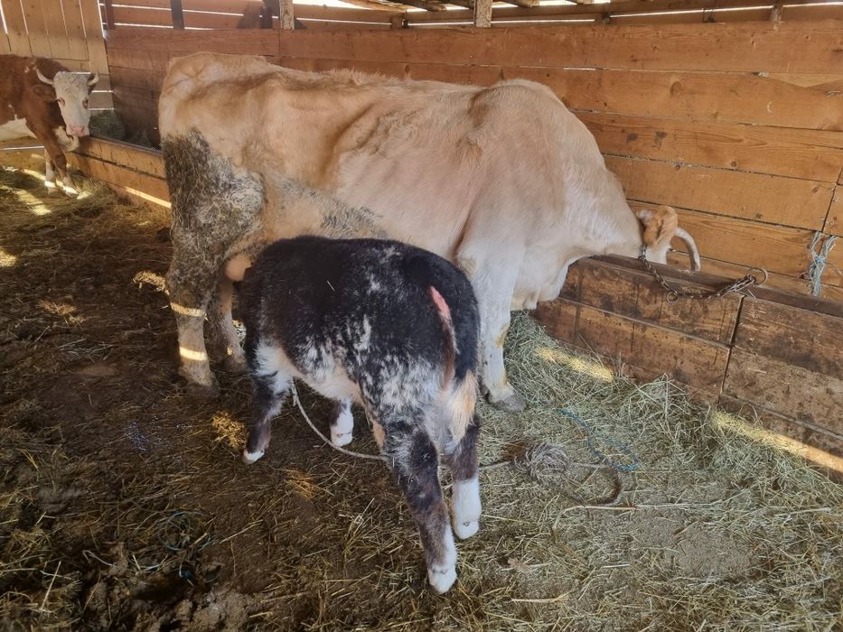 Vand vaca cu vitel albastru belgian