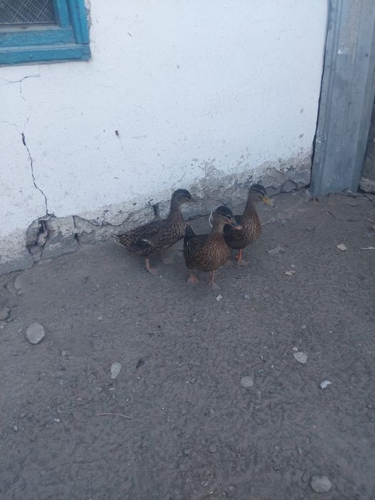 Продам уток продам