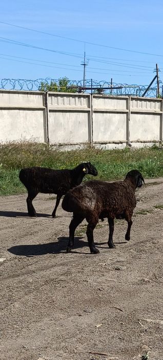 продам Гиссарского кошкара
