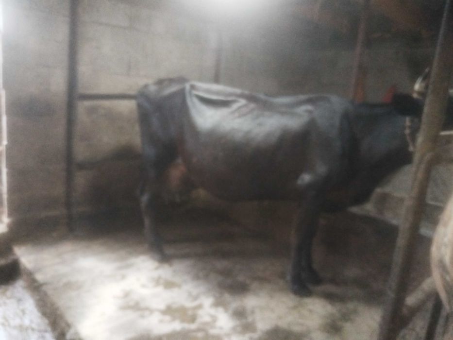 Продам корову доиных