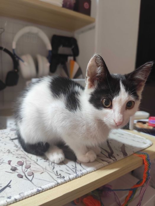 Котенок в добрые руки