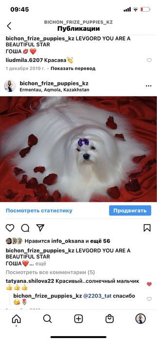 Мальтезе щенки мини