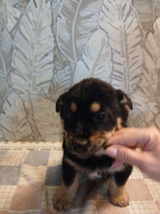 Отдам щенков в добрые руки