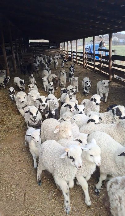 Oi cu miei de vânzare