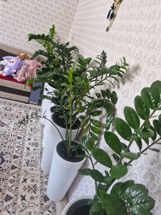 Комнатные растения