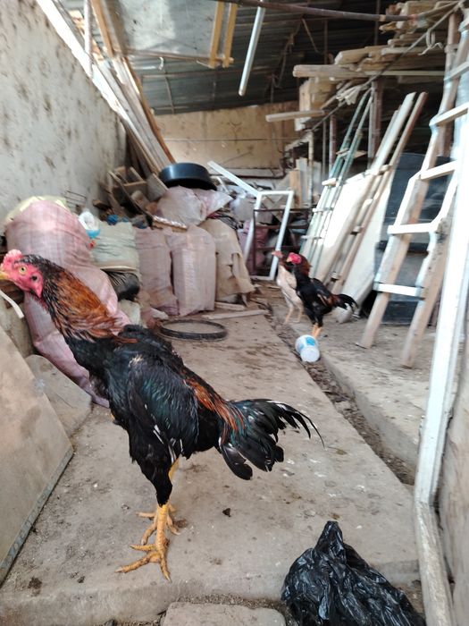 Жужа сотилади зотка