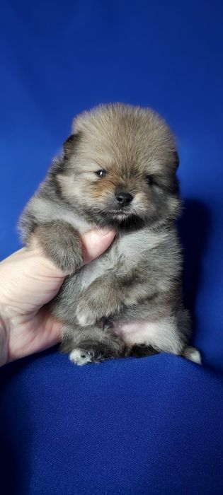 Шпицы щеночки продам