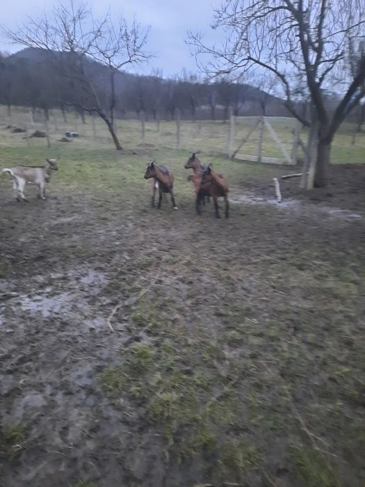 vând trei iduțe alpine frageze originale 1650 lei