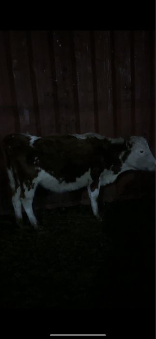 Тёлки 5 голов 1 телёнок стельные