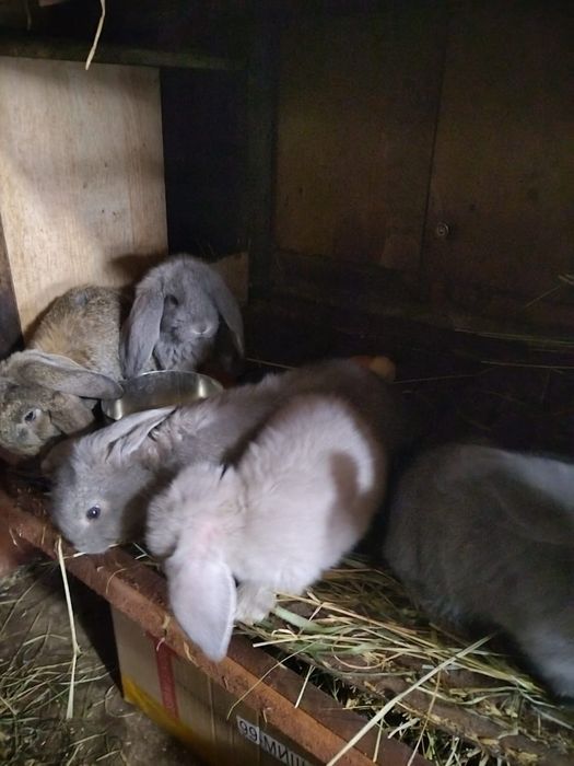 Продам кроликов от 2500