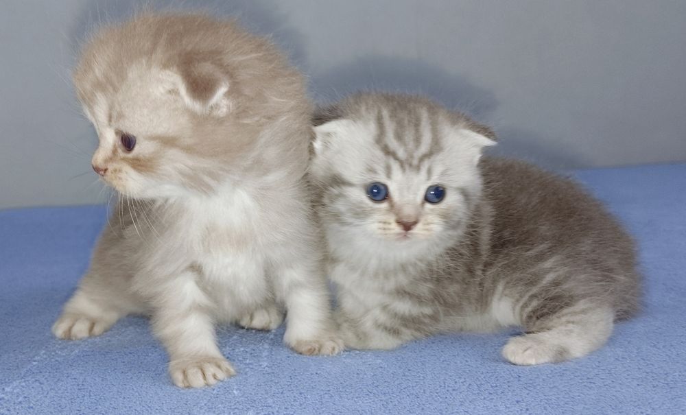 шотландские котята