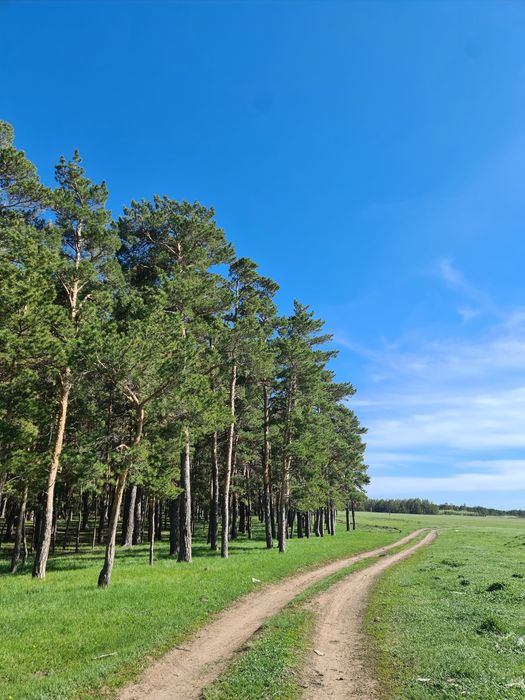 Продам дом, рядом лес. Недорого.