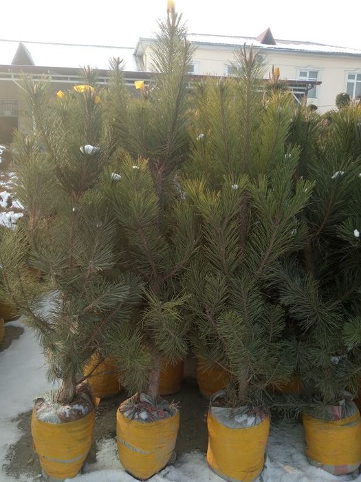 Qirim sasna va Galuboy yel archalari.