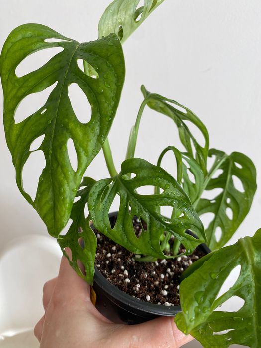 Монстера Манки Маск