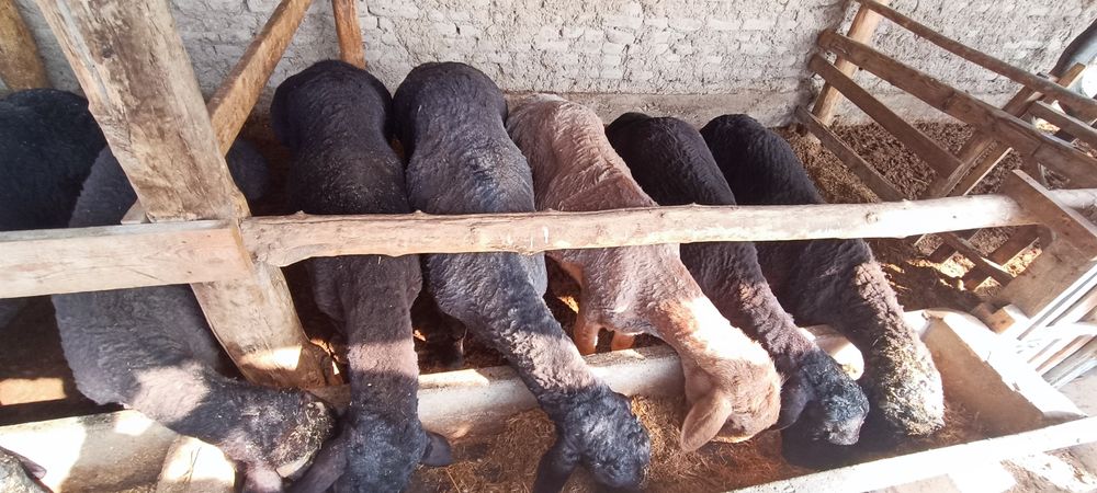 Кучкорлар сотилади