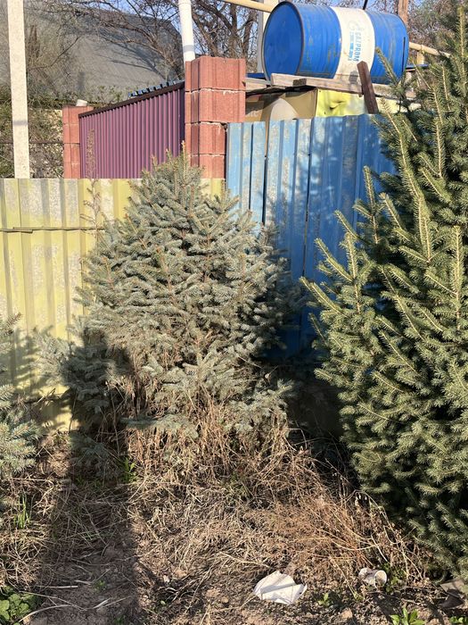 Ёлка , количество 4штука