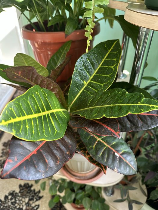 Продам домашние  цветы