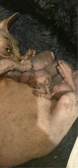 Pisicute sphinx imperial persan