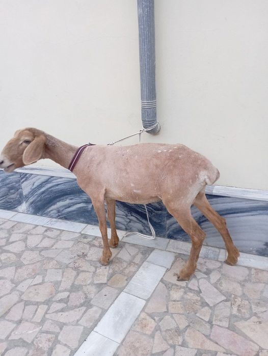 Moda qoʻy sotiladi