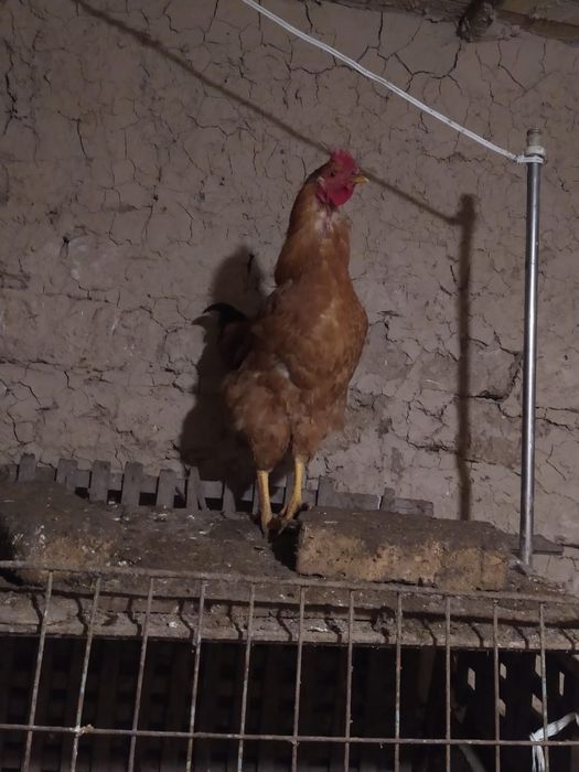 Қораздар сатылады. Петух продам.