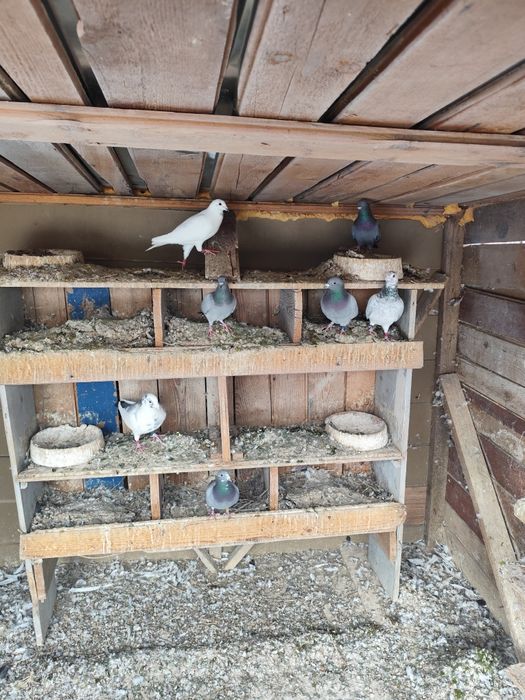 Porumbei voiajori foarte buni