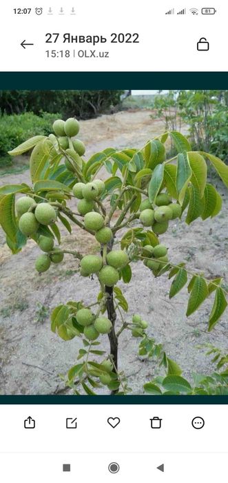 Karlik yanxok chantler