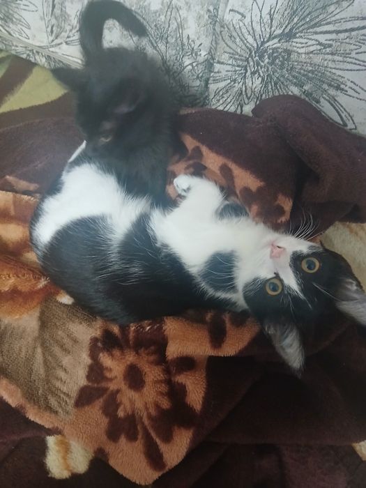 Отдам двух котят