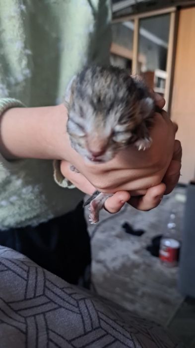 Марғаулар тегін. Котята в добрые руки.