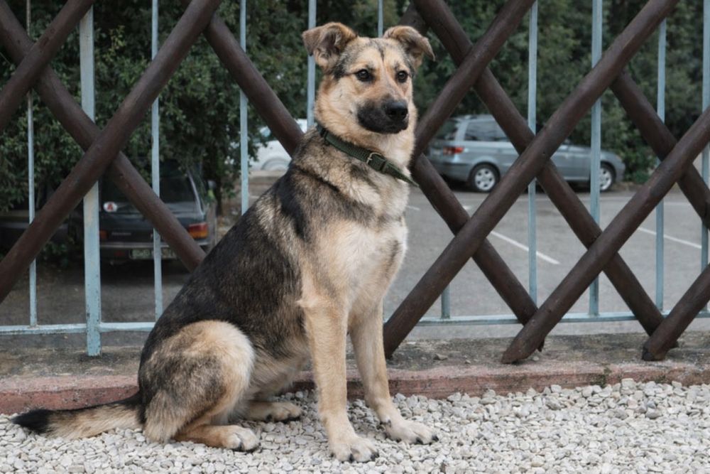 Стелла - идеальная собака для семьи