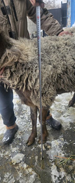 Продам Арашан 2.5 года