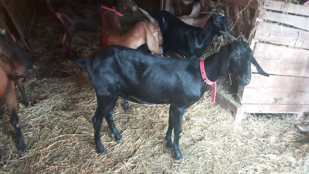 De vânzare capre și 2tapi