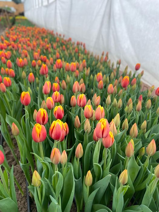 Тюльпаны к 8 марта , прямиком с теплицы!