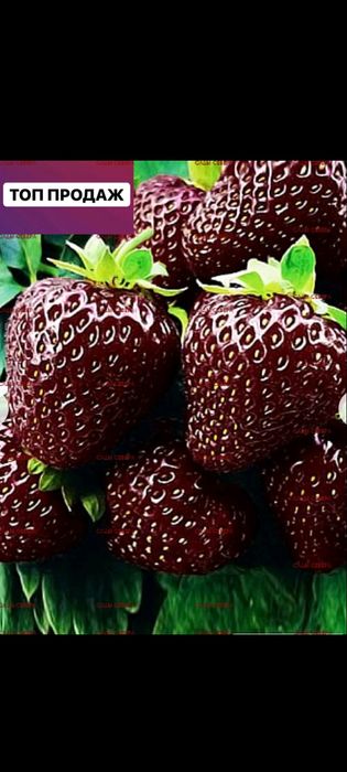 Саженцы многоразовой клубники