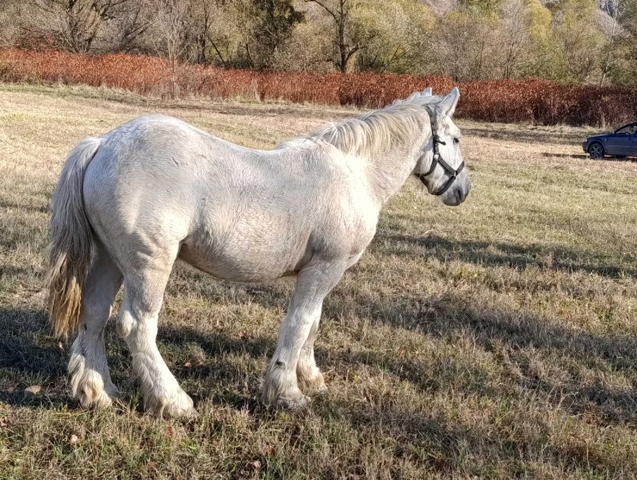 Vand manz 1 an si 6 luni