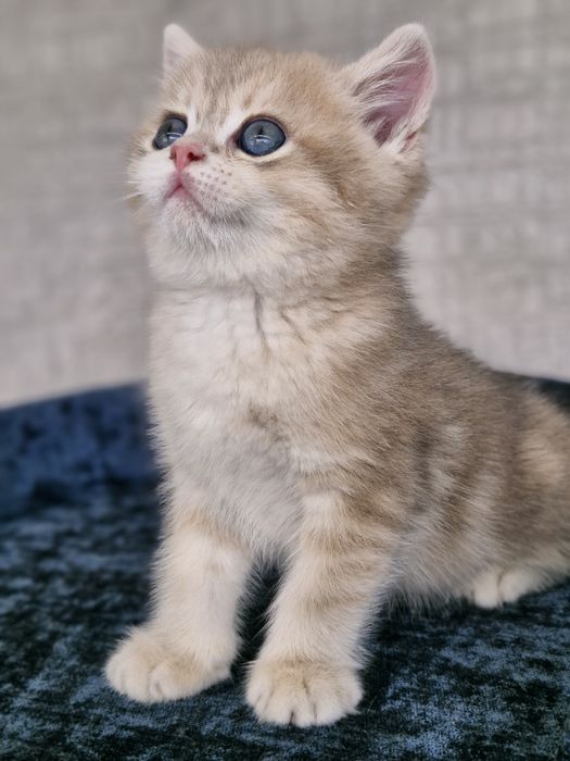 Британские котята