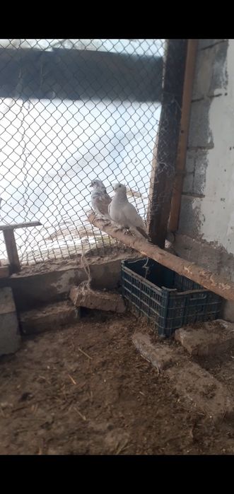 Голуби маладые пацан и девочка