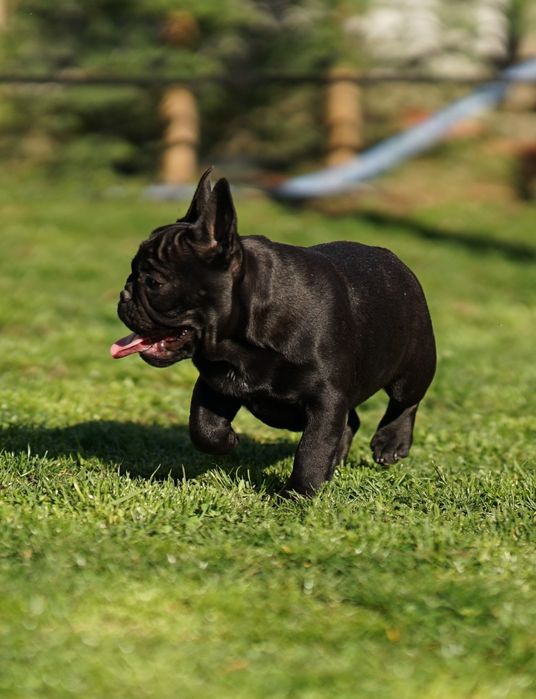 Bulldog Francez 3 luni