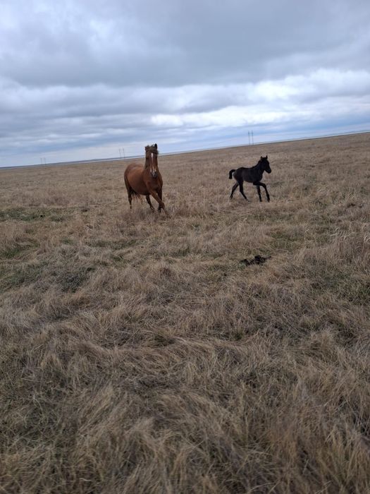 Продам кобылу жеребёнка