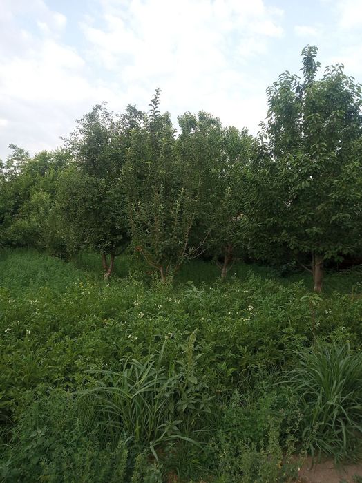 Аэропорт енида ховли Уй сотилади