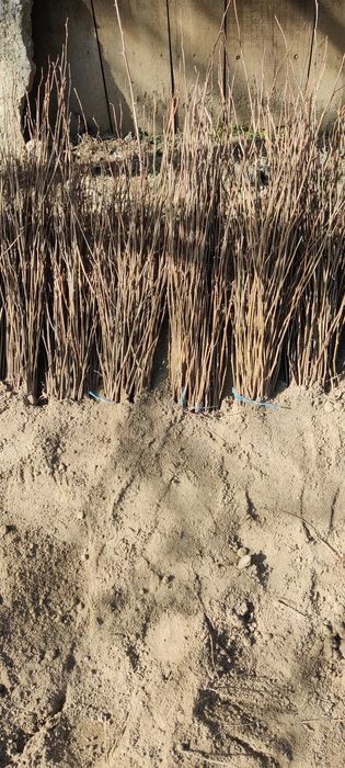 Puieți de salcâm cu creșterea dublă