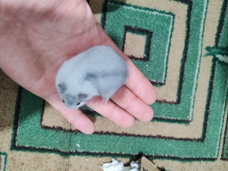Хомяк Джунгарский