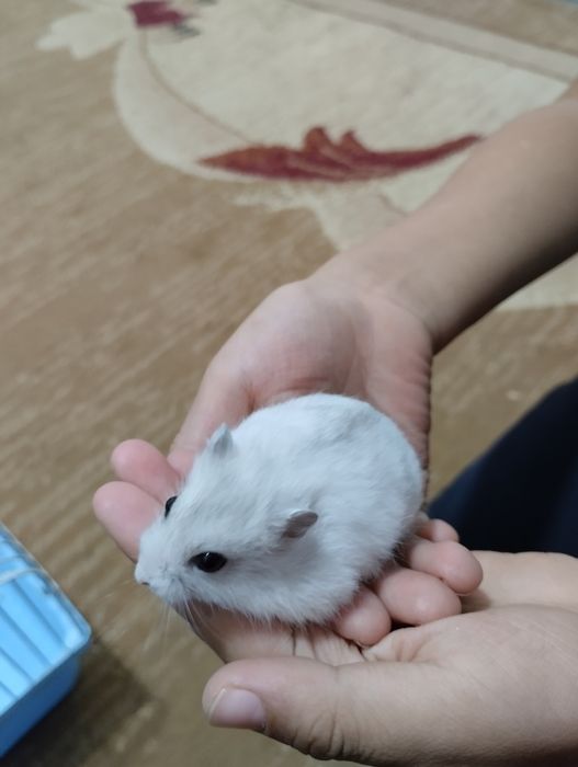 Джунгарский хомяк