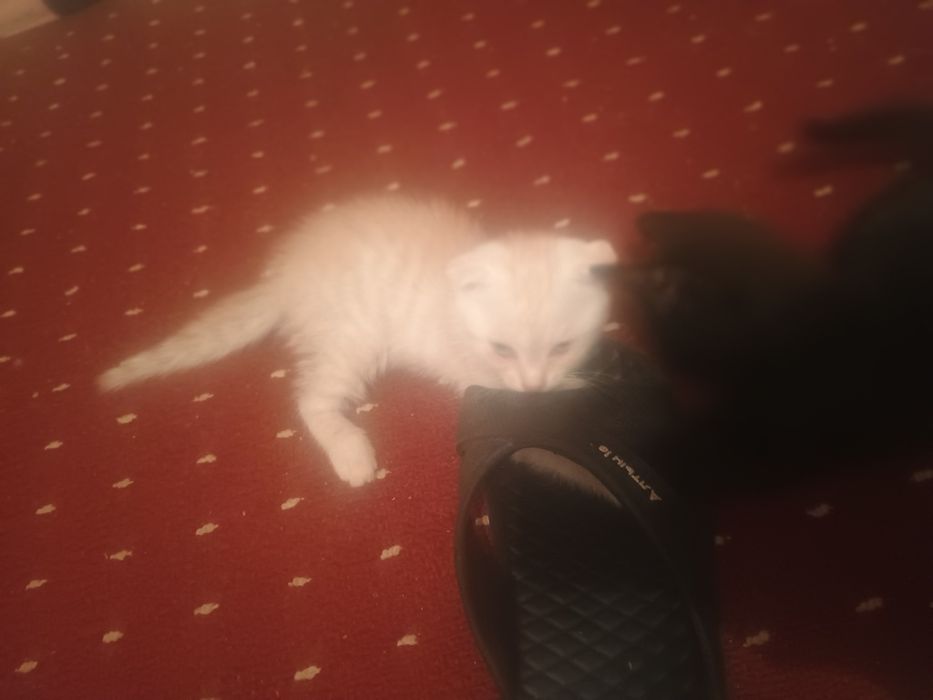 Кот шотландец веслоухий