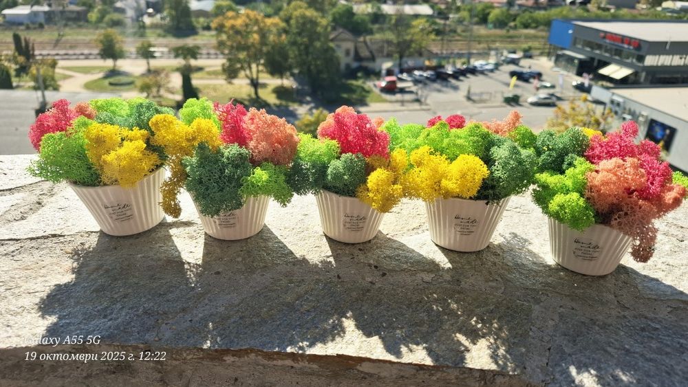 Бюджетни подаръци със скандинавски мъх