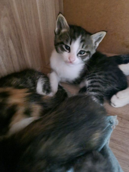 Красивые котята!